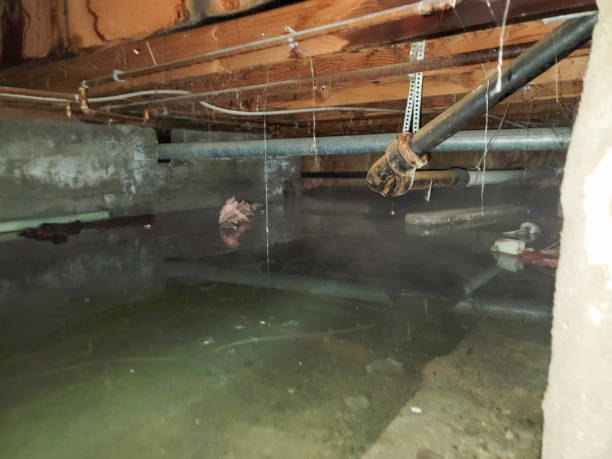 Best Water damage restoration cost  in Meridian Hills, IN